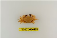 藏品(拉馬克近扇蟹)的圖片